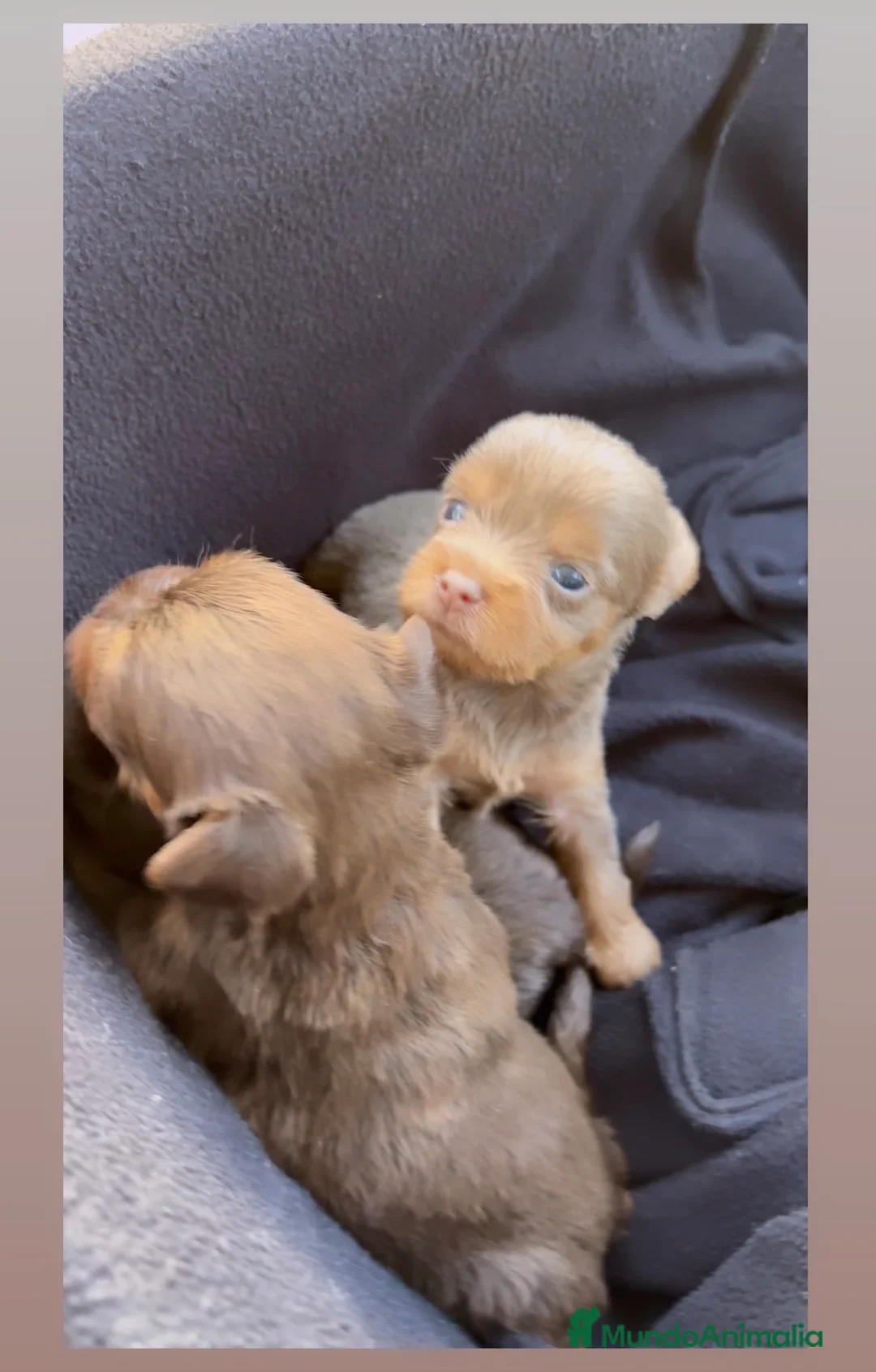 Yorkshire Terrier perros en venta: YORKSHIRE CHOCOLATE CACHORROS en Valencia - Anuncio 5