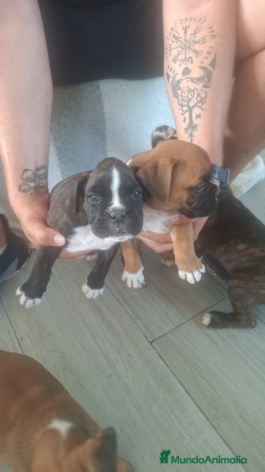 Boxer perros Cachorros de Boxer  - Anuncio 2
