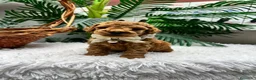 Caniche Toy perros en venta: CANICHE TOY - Anuncio 8