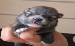 Pomerania perros en venta: Pomerania  - Imagen 2