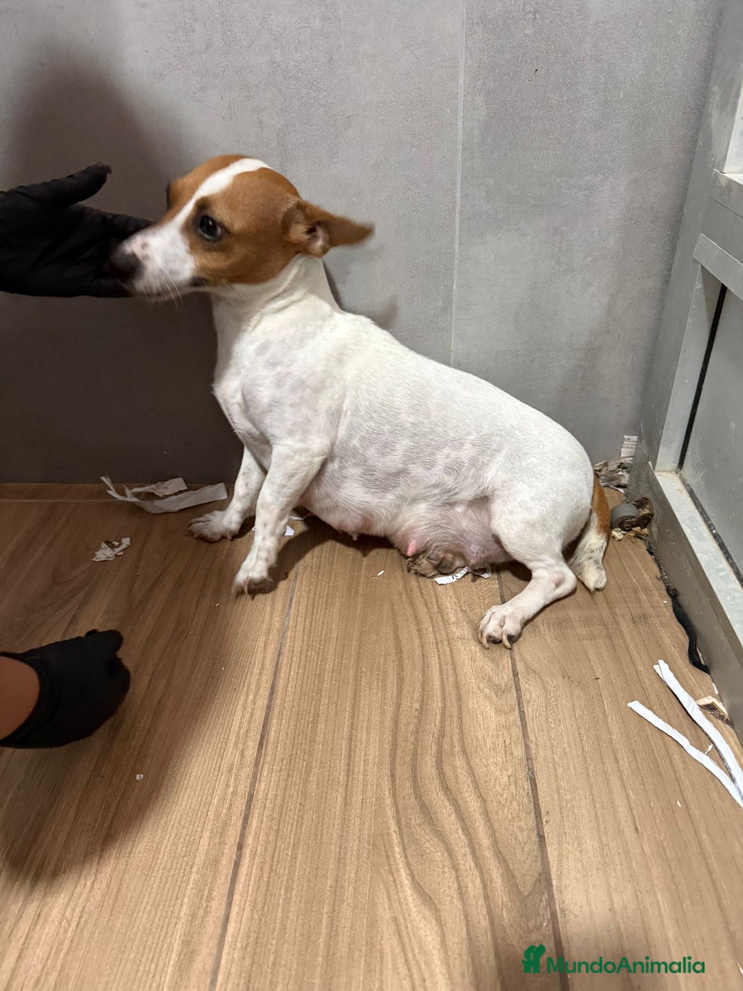 Jack Russell Terrier perros en venta: Cachorros Jack Russell bicolor patita corta  - Imagen 8