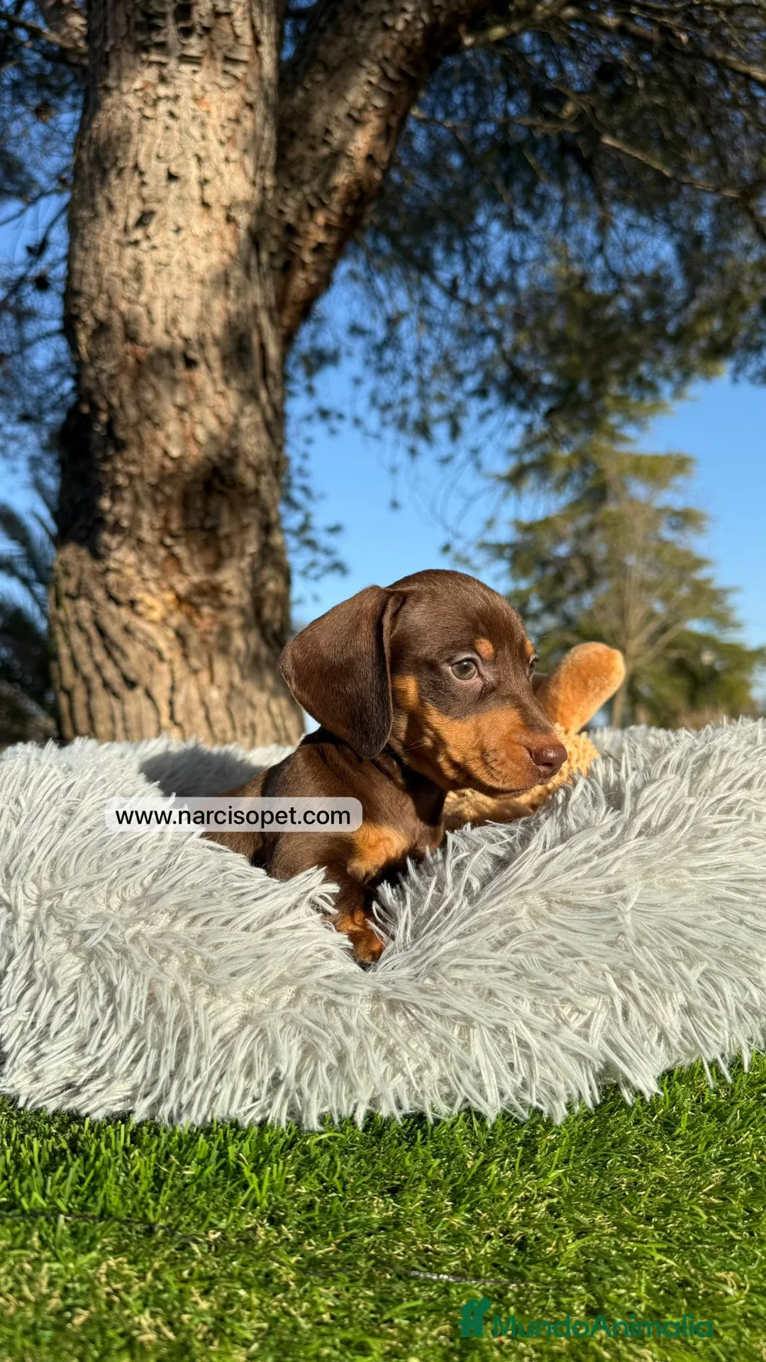 Teckel Miniatura perros en venta: TECKEL CHOCOLATE MACHO - Anuncio 2