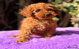 Caniche Enano perros en venta: Caniche roja hembra  - Anuncio 5