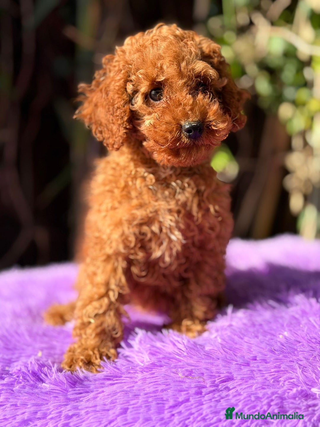 Caniche Enano perros en venta: Caniche roja hembra  - Anuncio 5