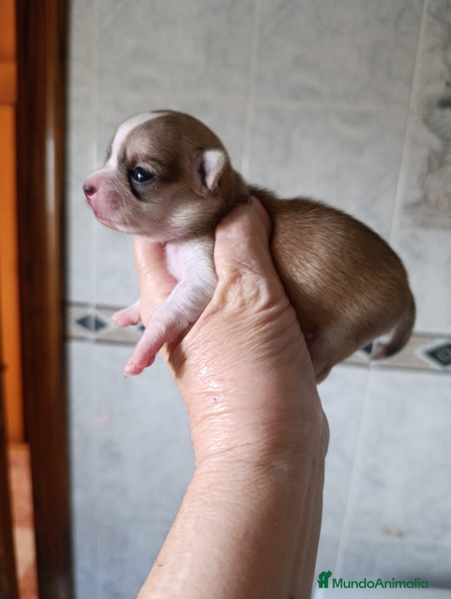 Chihuahua perros CHIHUAHUAS TOYS EXCLUSIVOS  - Anuncio 2