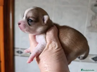 Chihuahua perros CHIHUAHUAS TOYS EXCLUSIVOS - Anuncio 2