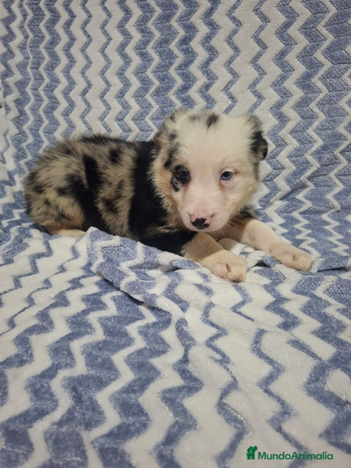 Border Collie perros Precioso Border Collie macho color merle - Anuncio 2