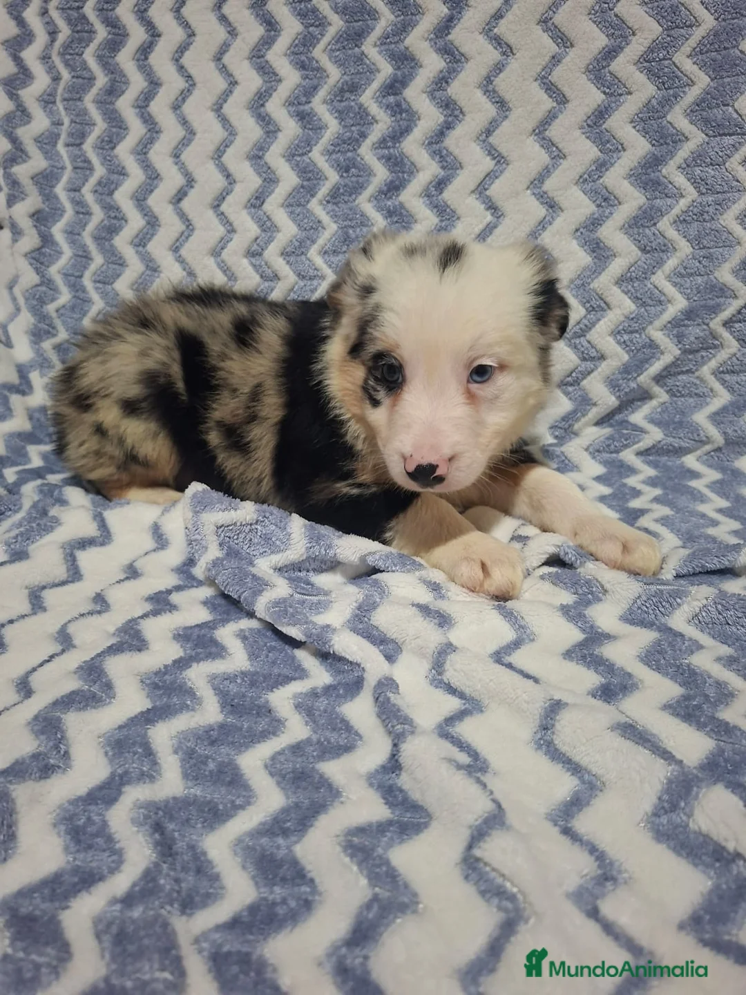 Border Collie perros en venta: Precioso Border Collie macho color merle - Anuncio 1