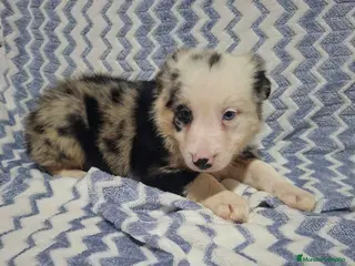 Border Collie perros Precioso Border Collie macho color merle - Anuncio 2