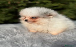 Pomerania perros en venta: Pomerania ojos azules - Anuncio 3