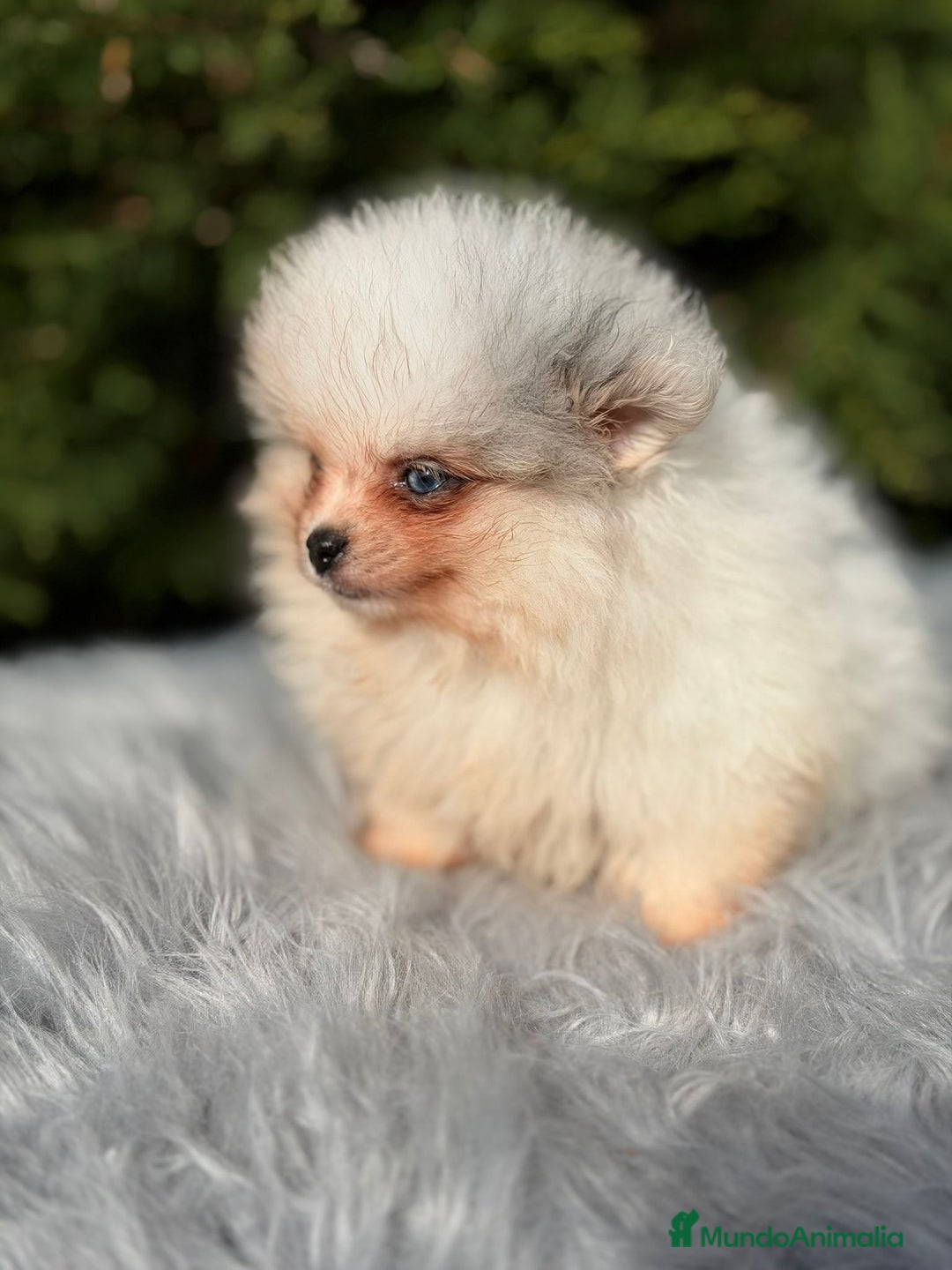 Pomerania perros en venta: Pomerania ojos azules - Anuncio 3
