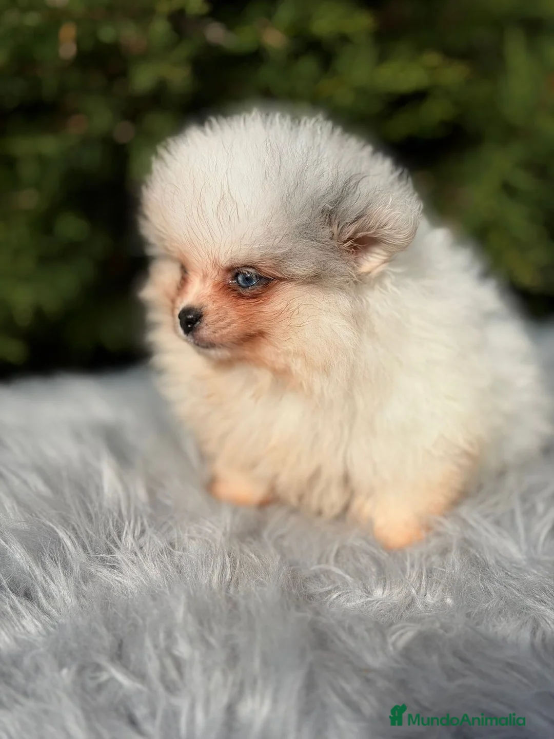 Pomerania perros en venta: Pomerania ojos azules - Anuncio 3