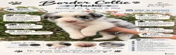 Border Collie perros en adopcion: Preciosa border collie - Anuncio 2