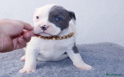 American Pit Bull Terrier perros en venta: American pitbull terrier de mucha calidad  - Imagen 2