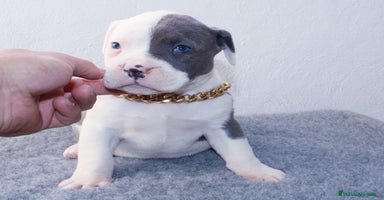 American Pit Bull Terrier perros - Anuncio 8