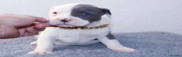 American Pit Bull Terrier perros en venta: American pitbull terrier de mucha calidad  - Anuncio 2