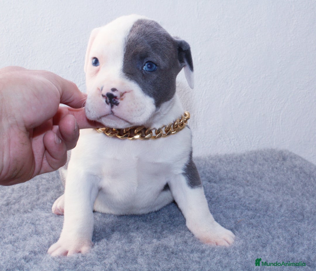 American Pit Bull Terrier perros en venta: American pitbull terrier de mucha calidad  - Imagen 2
