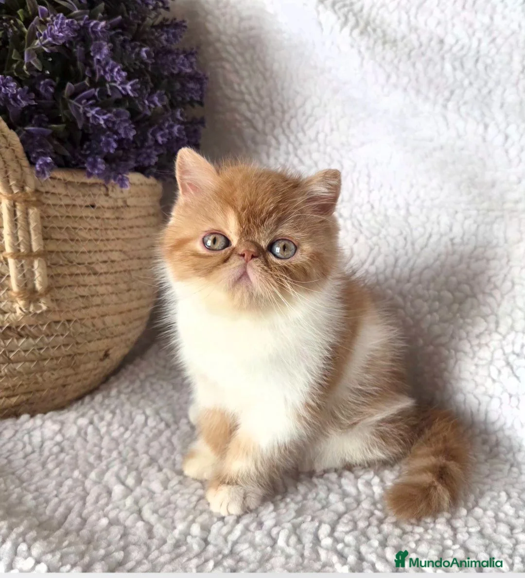 Exótico de Pelo Corto gatos en venta: Gatito Exótico  - Anuncio 2
