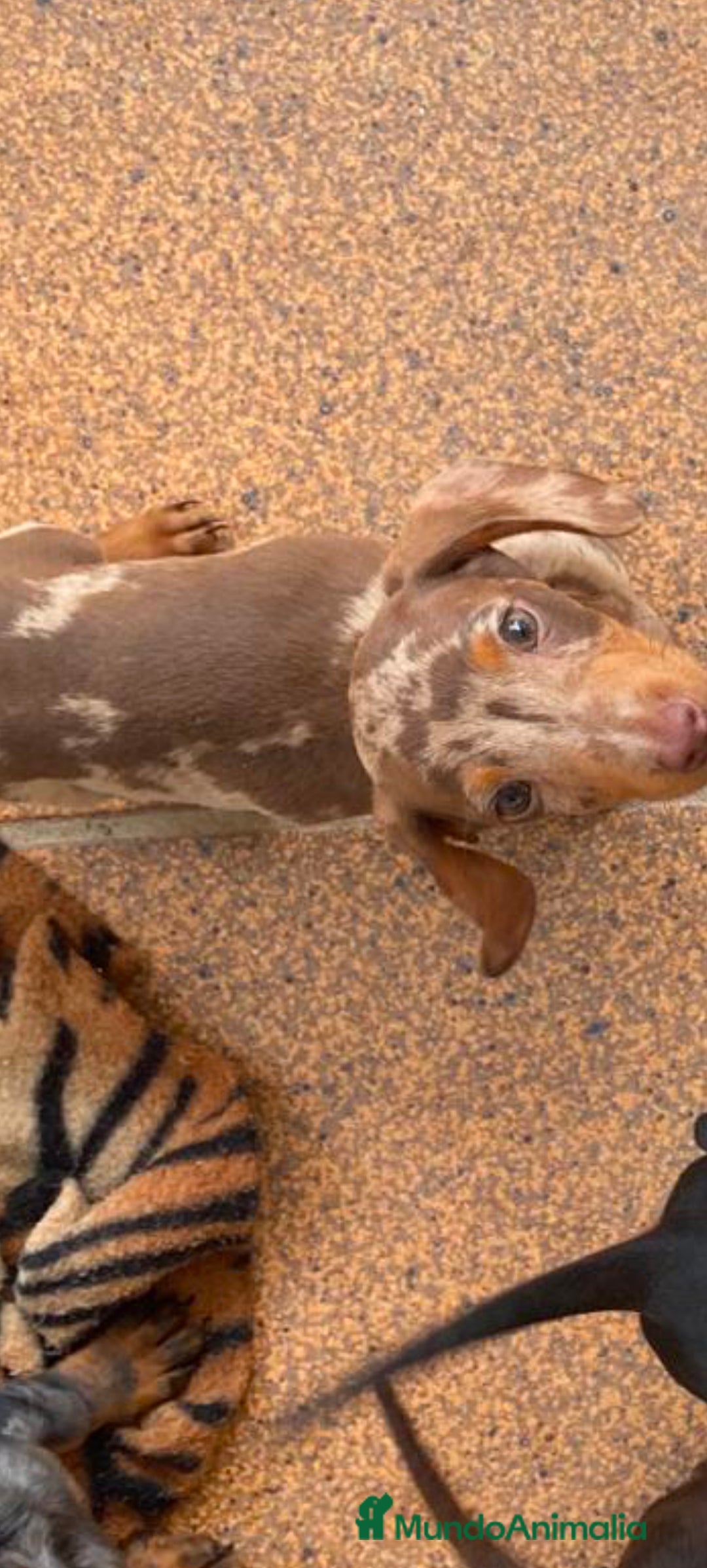 Teckel perros en venta: Teckels kaninchen  - Imagen 1