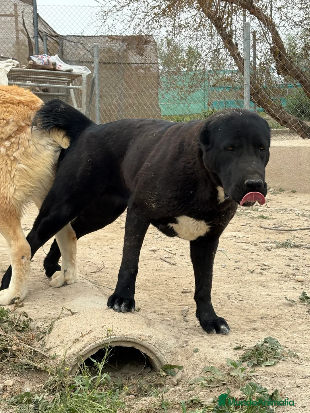 Pastor de Asia Central perros en venta: Cachorros de Alabai  - Anuncio 10