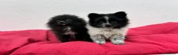 Pomerania perros en venta: Pomerania mini - Anuncio 5