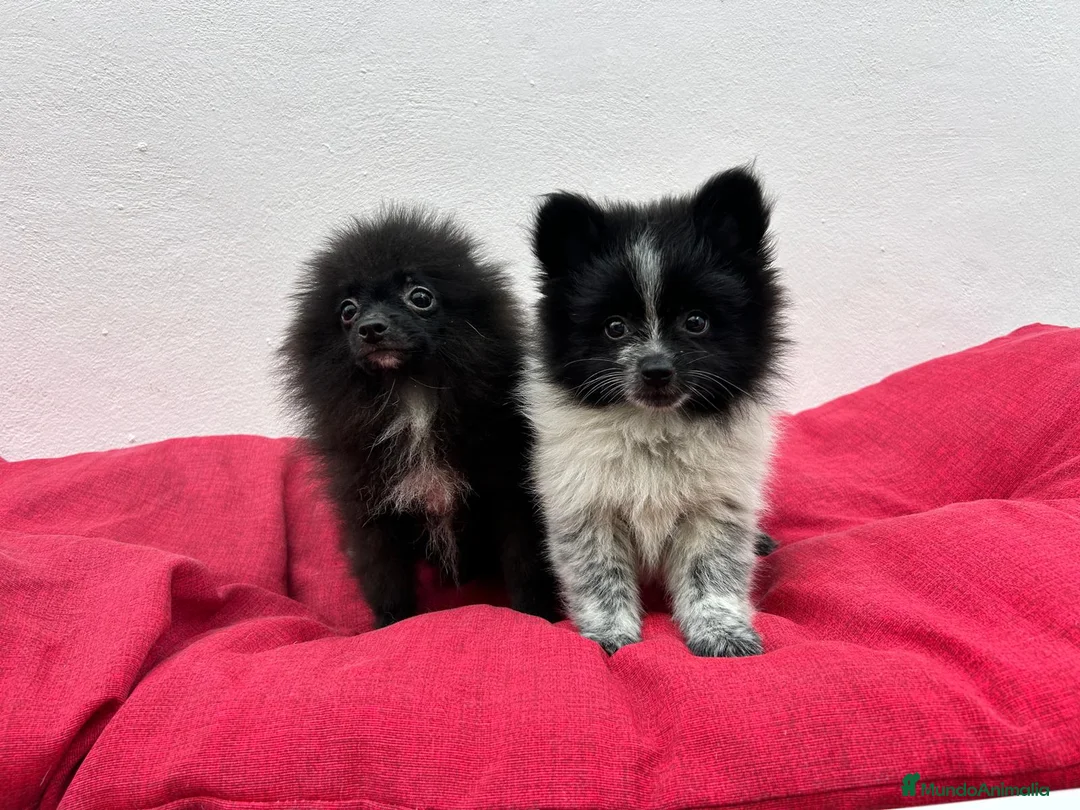 Pomerania perros en venta: Pomerania mini - Anuncio 5
