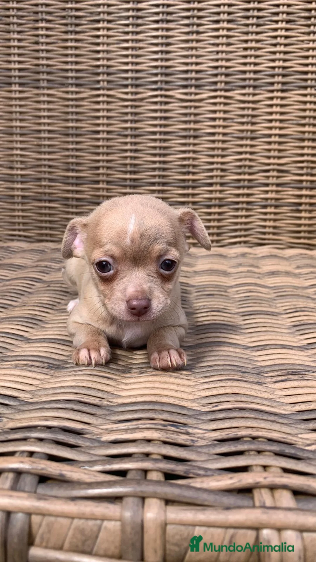 Chihuahua perros en venta: Chihuahuas  en Illes Balears - Anuncio 15