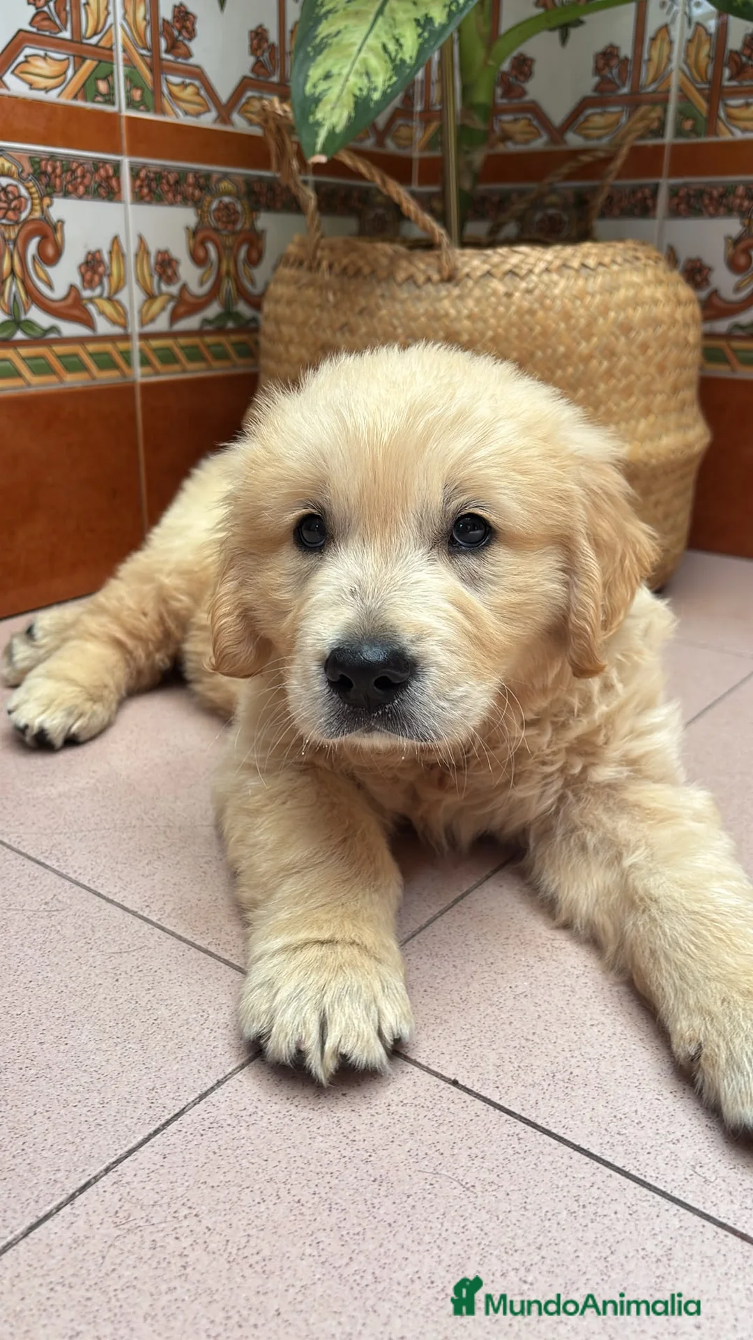 Golden Retriever perros en venta: Golden Retriever disponible  - Anuncio 2