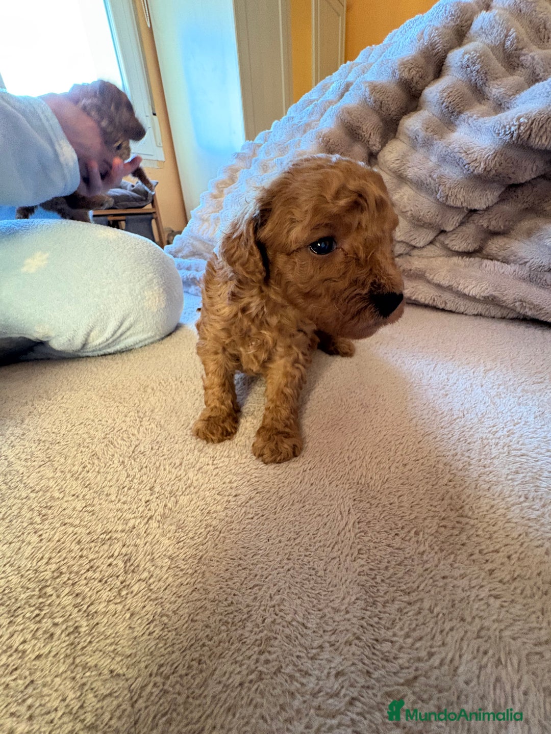 Caniche Toy perros en venta: Precioso cachorro Caniche Toy Rojo - Anuncio 10