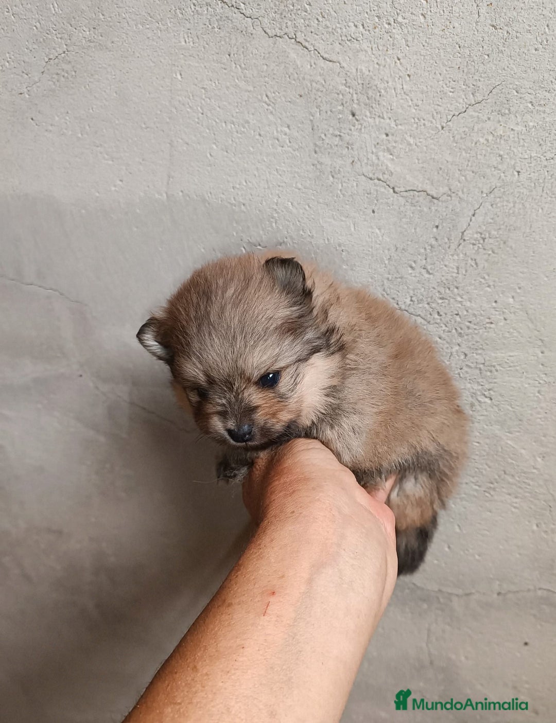 Pomerania perros en venta: POMERANIAS CHIQUITINES DESDE 800 €  - Imagen 5