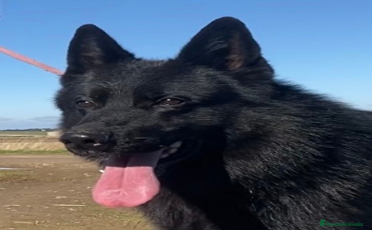 Pastor Alemán perros Camada de Pastor Alemán Negro Sólido  - Anuncio 1