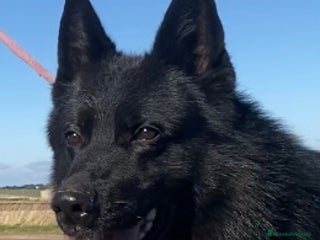 Pastor Alemán perros Camada de Pastor Alemán Negro Sólido - Anuncio 1