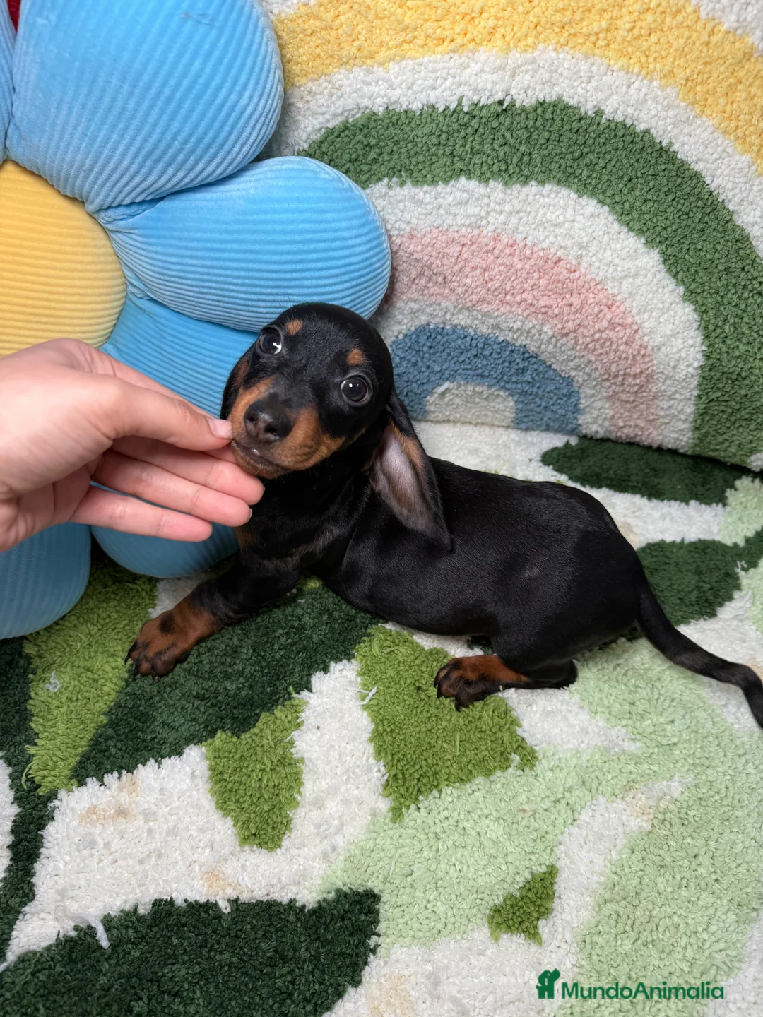 Teckel Miniatura perros en venta: Teckel Kaninchen Arlequin Negro Macho - Anuncio 1