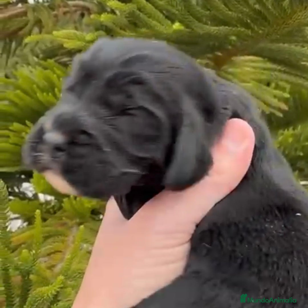 Cocker Spaniel Inglés perros en venta: Preciosos cachorros de cocker  - Anuncio 1