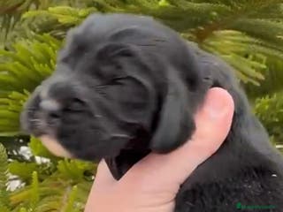 Cocker Spaniel Inglés perros Preciosos cachorros de cocker - Anuncio 2