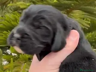 Cocker Spaniel Inglés perros Preciosos cachorros de cocker - Anuncio 17