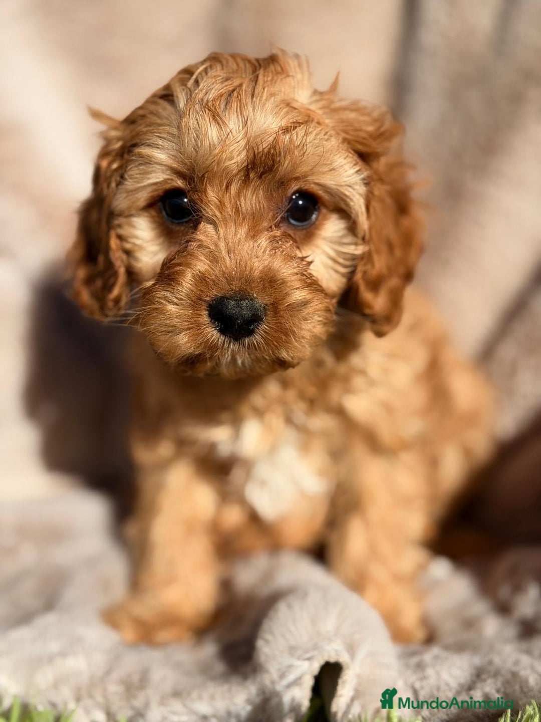 Cavapoo perros en venta: CAVAPOO  - Anuncio 3