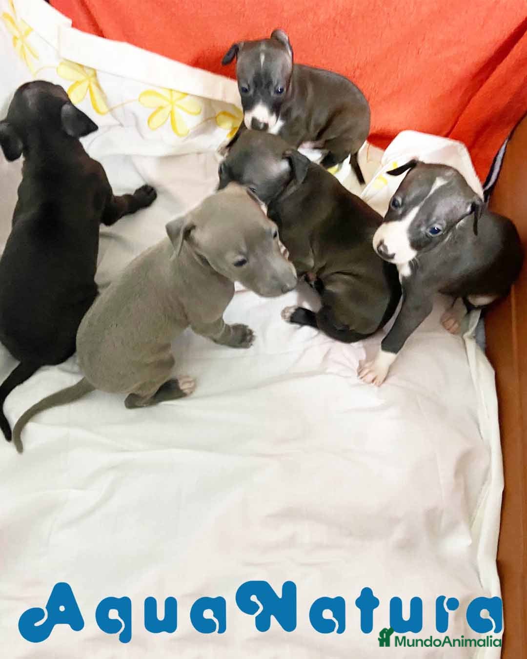 Pequeño Lebrel Italiano perros Camada LEBREL ITALIANO - AQUANATURA en Barcelona - Anuncio 2