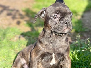 Bulldog Francés perros en Barcelona - Anuncio 42