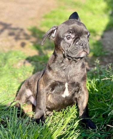 Bulldog Francés perros en Barcelona - Anuncio 9