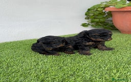Caniche Toy perros en venta: CANICHE TOY HEMBRA - Imagen 3