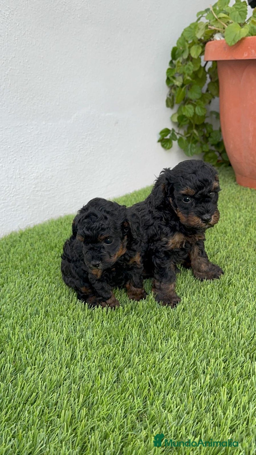 Caniche Toy perros en venta: CANICHE TOY HEMBRA - Imagen 3
