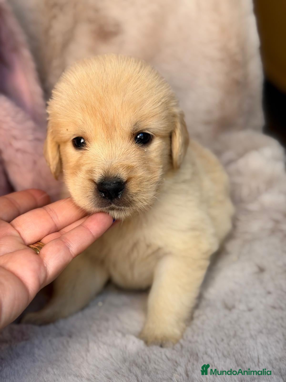 Golden Retriever perros Golden retriever hembras 🩷🐾 - Anuncio 3