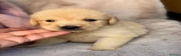 Golden Retriever perros en venta: Golden retriever hembras 🩷🐾 - Anuncio 1