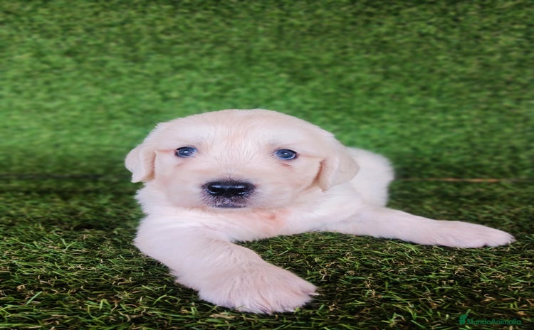 Golden Retriever perros - Anuncio 1