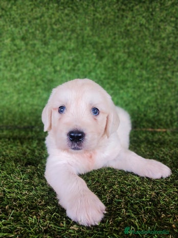 Golden Retriever perros - Anuncio 2