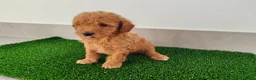 Caniche Toy perros en venta: Caniches toy - Anuncio 16