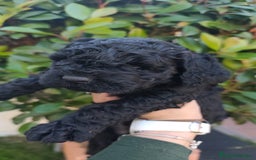 Perro de Agua Español perros en venta: Cachorros machos perro de aguas - Imagen 2