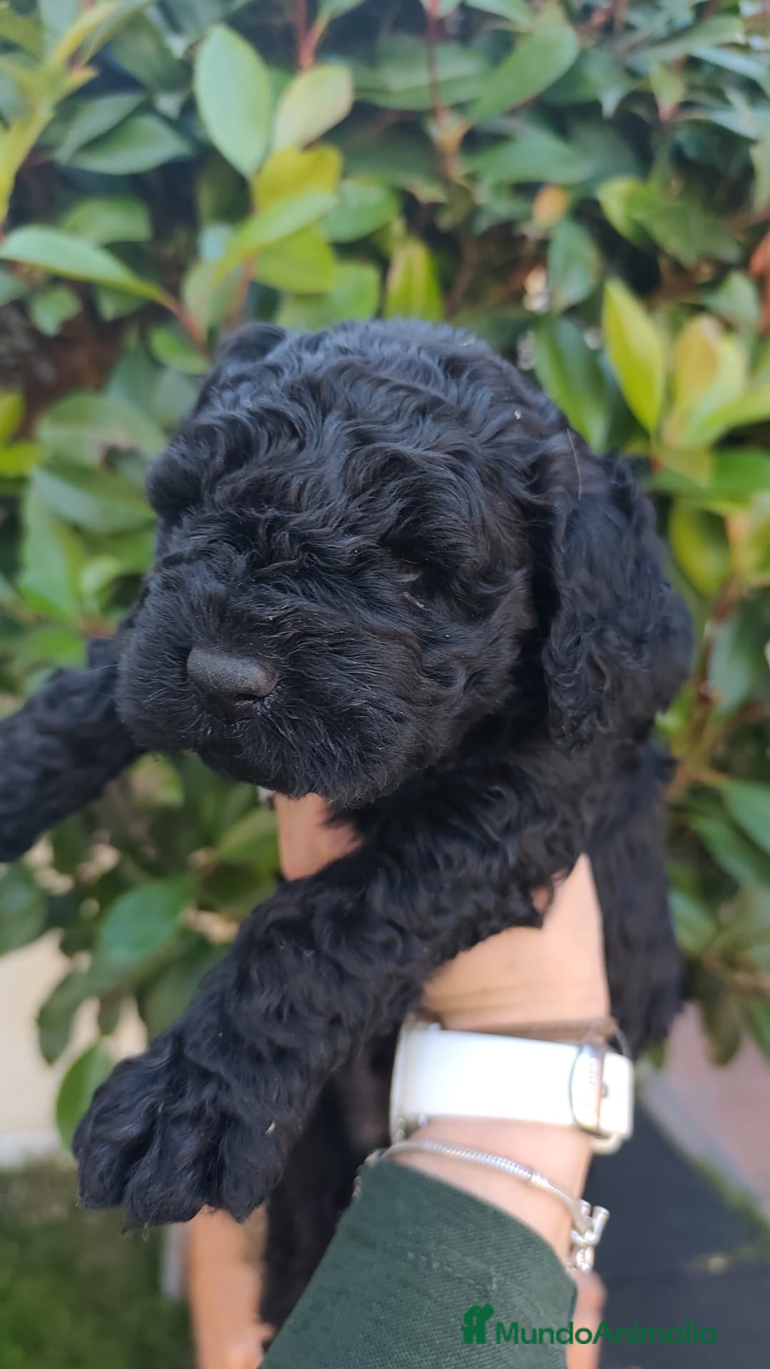 Perro de Agua Español perros en venta: Cachorros machos perro de aguas - Imagen 2