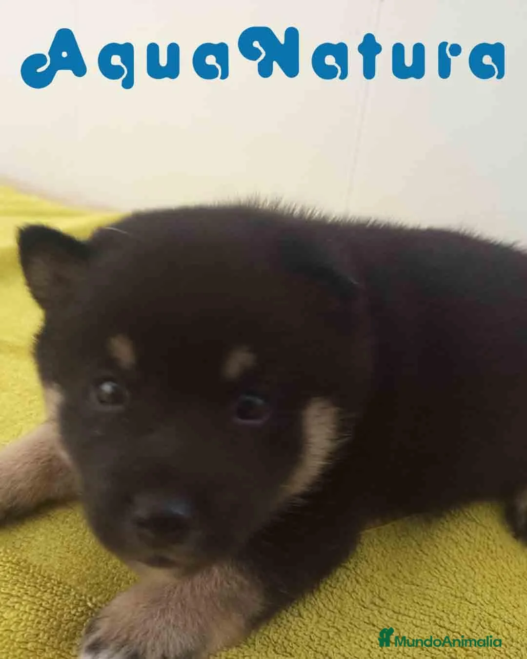 Shiba Inu perros en venta: Shiba Inu Macho 2 de Magy y Simbad AQUANATURA - Anuncio 1